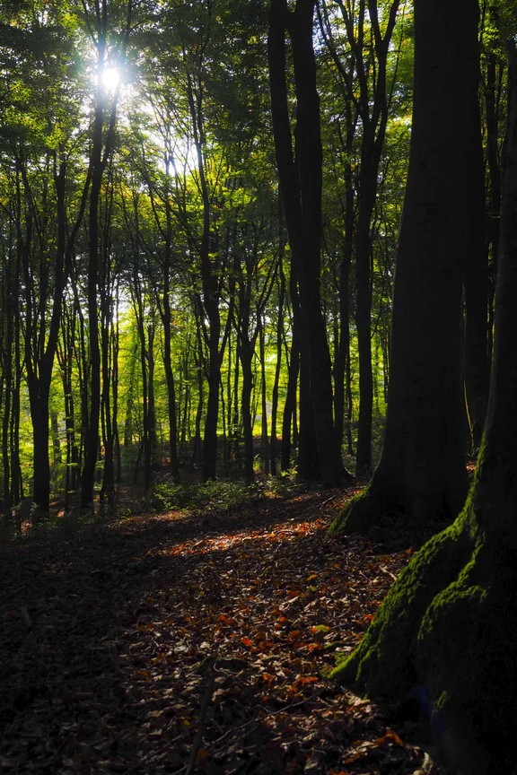 Wald, durch den einzelne Sonnenstrahlen brechen